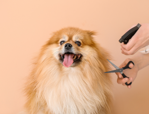 Cosmética para mascotas: el auge del cuidado pet-friendly y cómo capitalizarlo